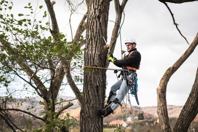 Tree Trimming Insurance in Pensacola, FL by Brown and Company Insurance